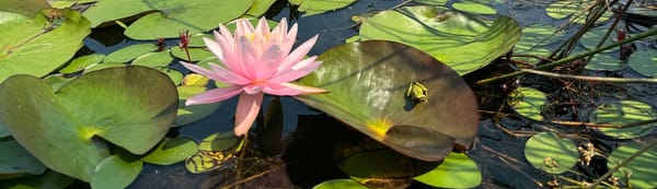 Water Lilies and ChatGPT